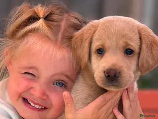 Labradoodle honden Laatste teefje Medium Labradoodle🐾 - Advertentie 8