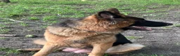 Duitse Herder honden te koop: Duitse herder puppy’s - Advertentie 13