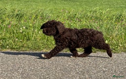 Spaanse Waterhond honden te koop: Spaanse Waterhond pups - Afbeelding 23