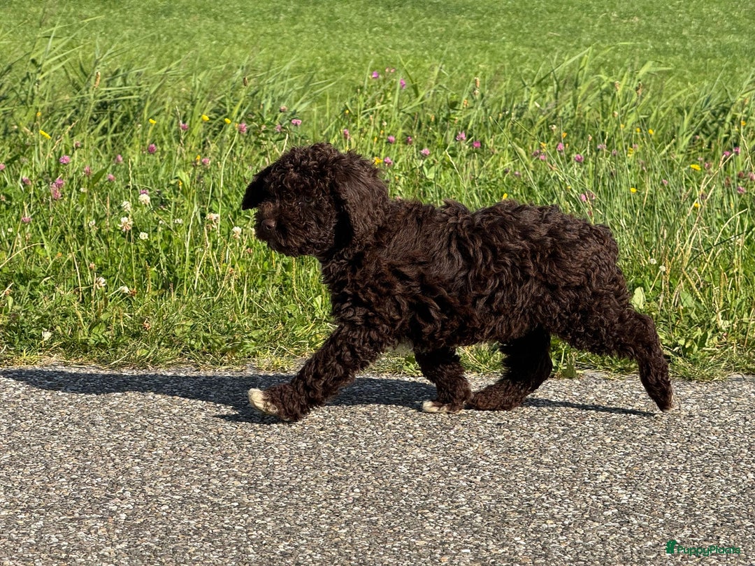 Spaanse Waterhond honden te koop: Spaanse Waterhond pups - Afbeelding 23