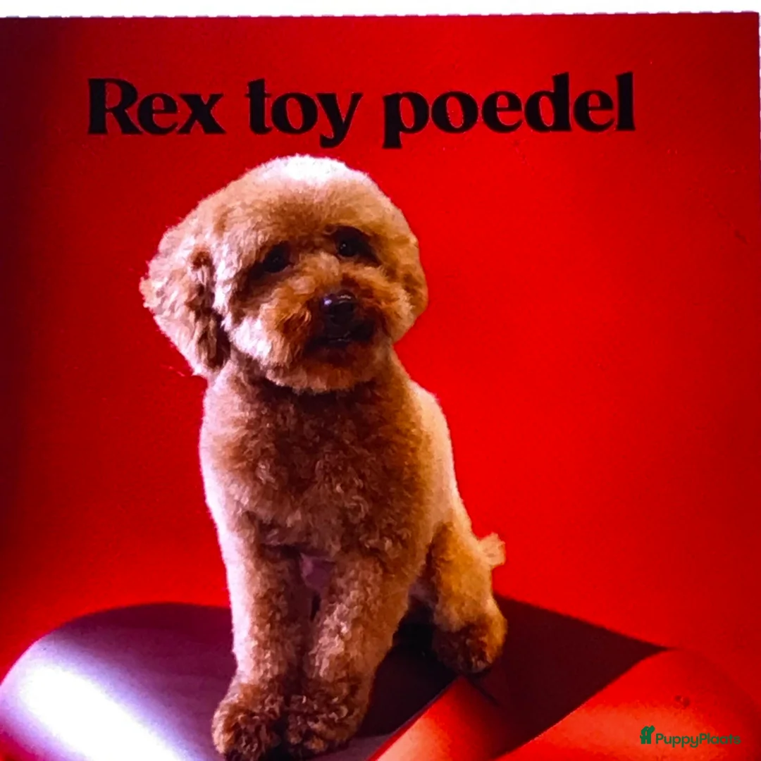 Poedel Toy honden ter dekking:  toy/dwerg poedel dekreutjes met fci stamboom - Advertentie 8