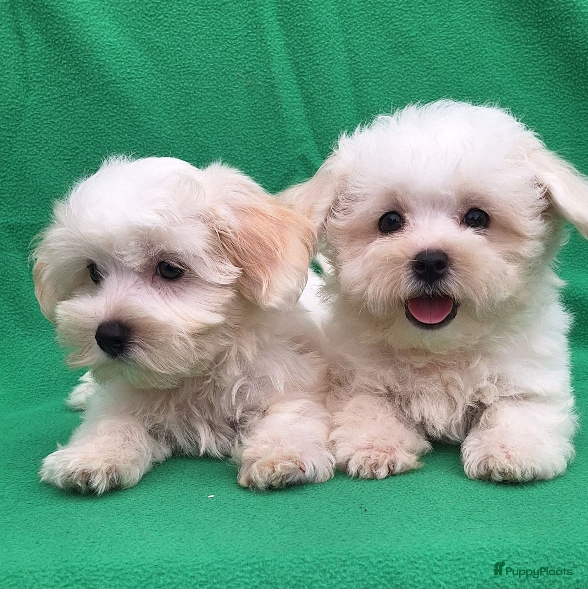 Maltezer honden Lieve Maltezer Pups 💕 - Advertentie 1