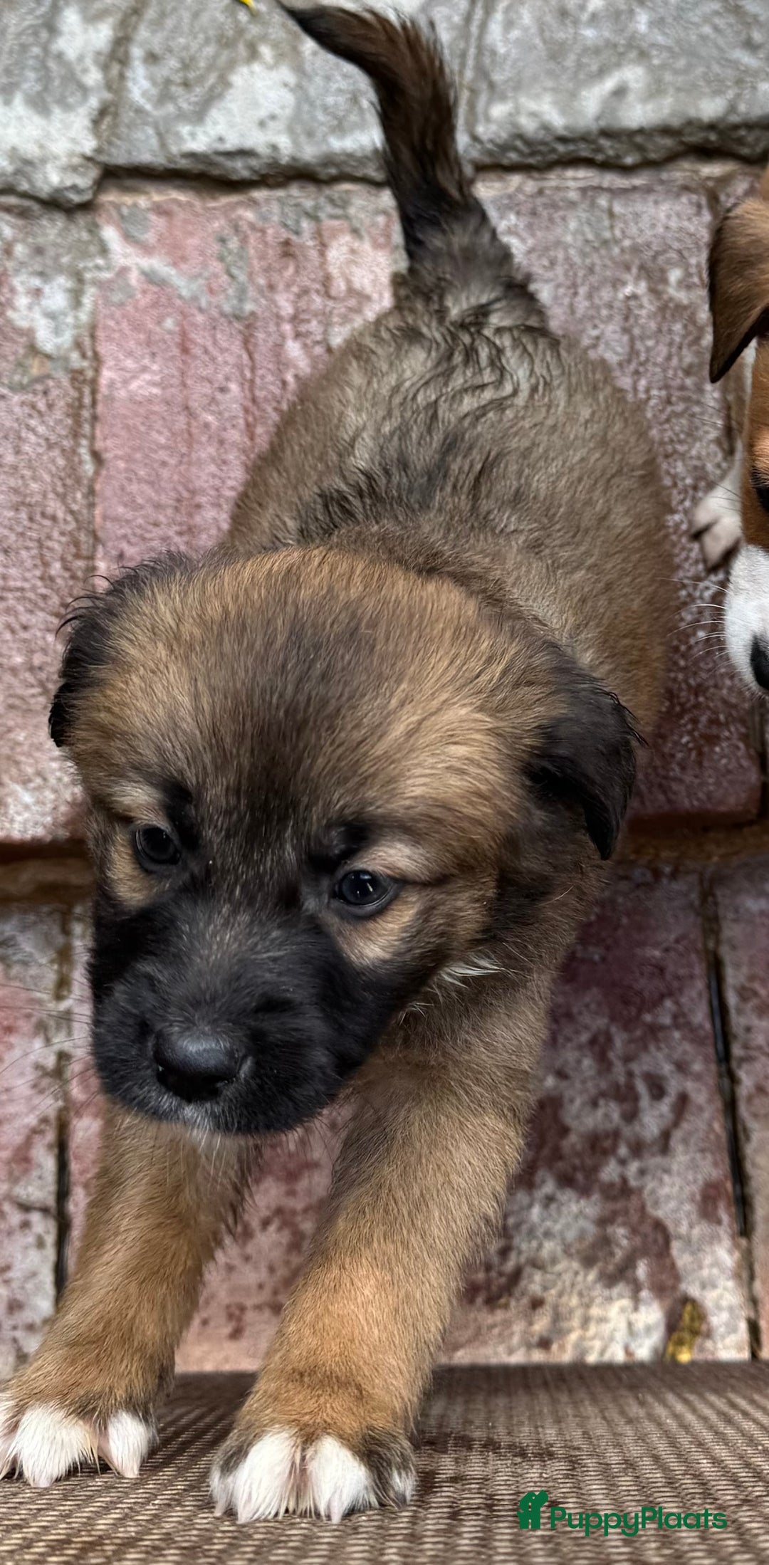 Kruising honden ter adoptie: jongen Eliot  zoekt een gouden mandje  - Advertentie 2