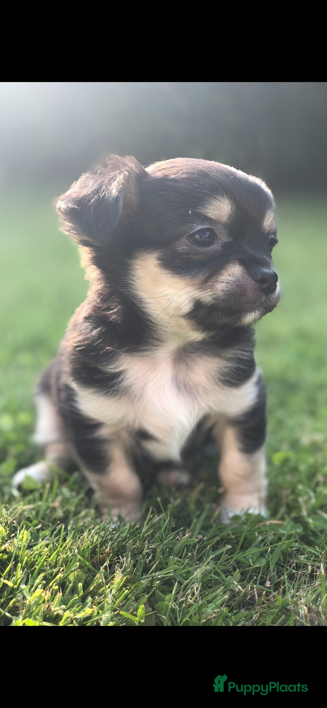 Chihuahua honden te koop: Mooie chihuahua pups in Budel - Afbeelding 2
