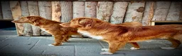 Nova Scotia Duck Tolling Retriever honden te koop: reutje Nova scotia duck tolling retriever FCI - Advertentie 6