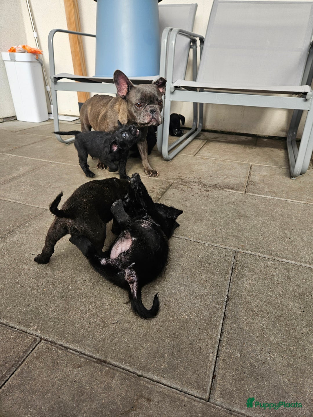 Kruising honden te koop: Super lieve Franse bulldog x toypoedel. - Advertentie 4