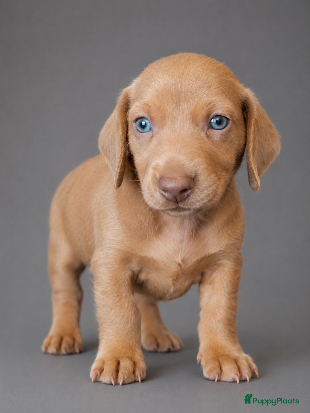 Teckel (korthaar)  honden Knappe dwergteckel pups - Advertentie 2