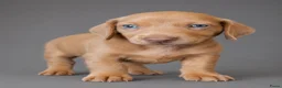 Teckel (korthaar)  honden te koop: Knappe dwergteckel pups - Advertentie 2