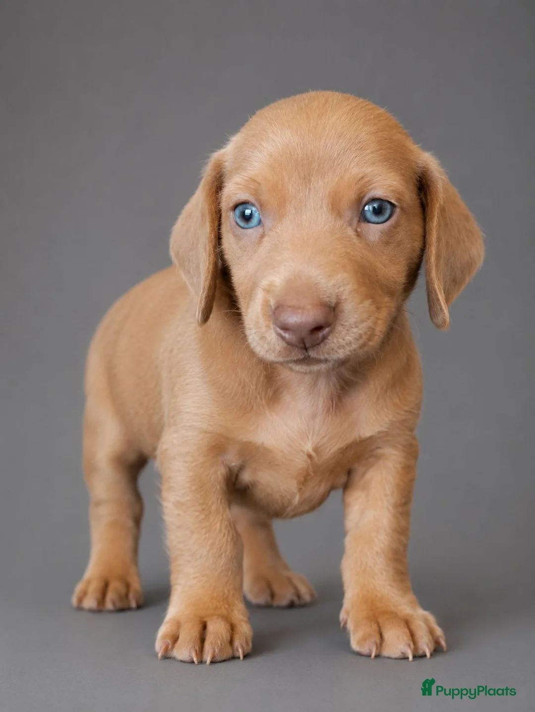 Teckel (korthaar)  honden te koop: Knappe dwergteckel pups - Advertentie 2