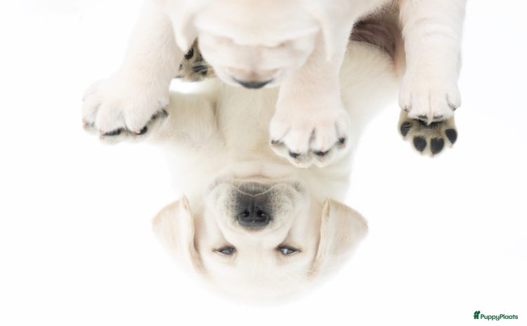 Labrador Retriever honden - Advertentie 15
