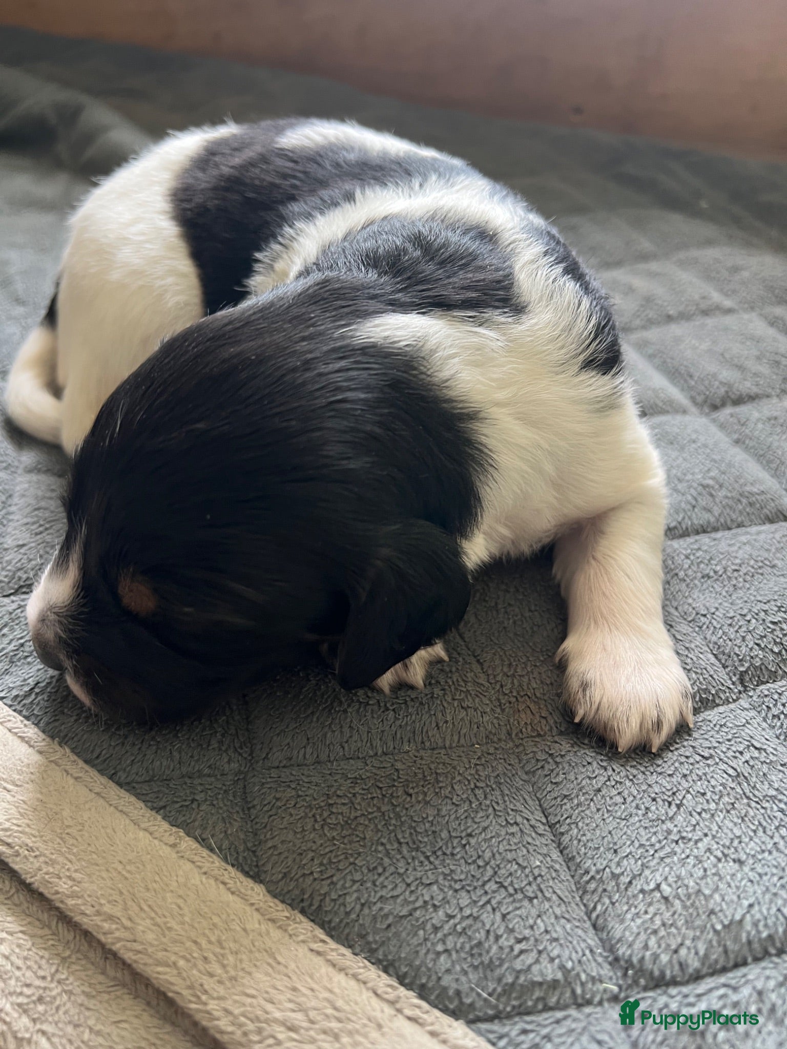 Friese Stabij honden Prachtige Friese Stabij pups - Advertentie 2