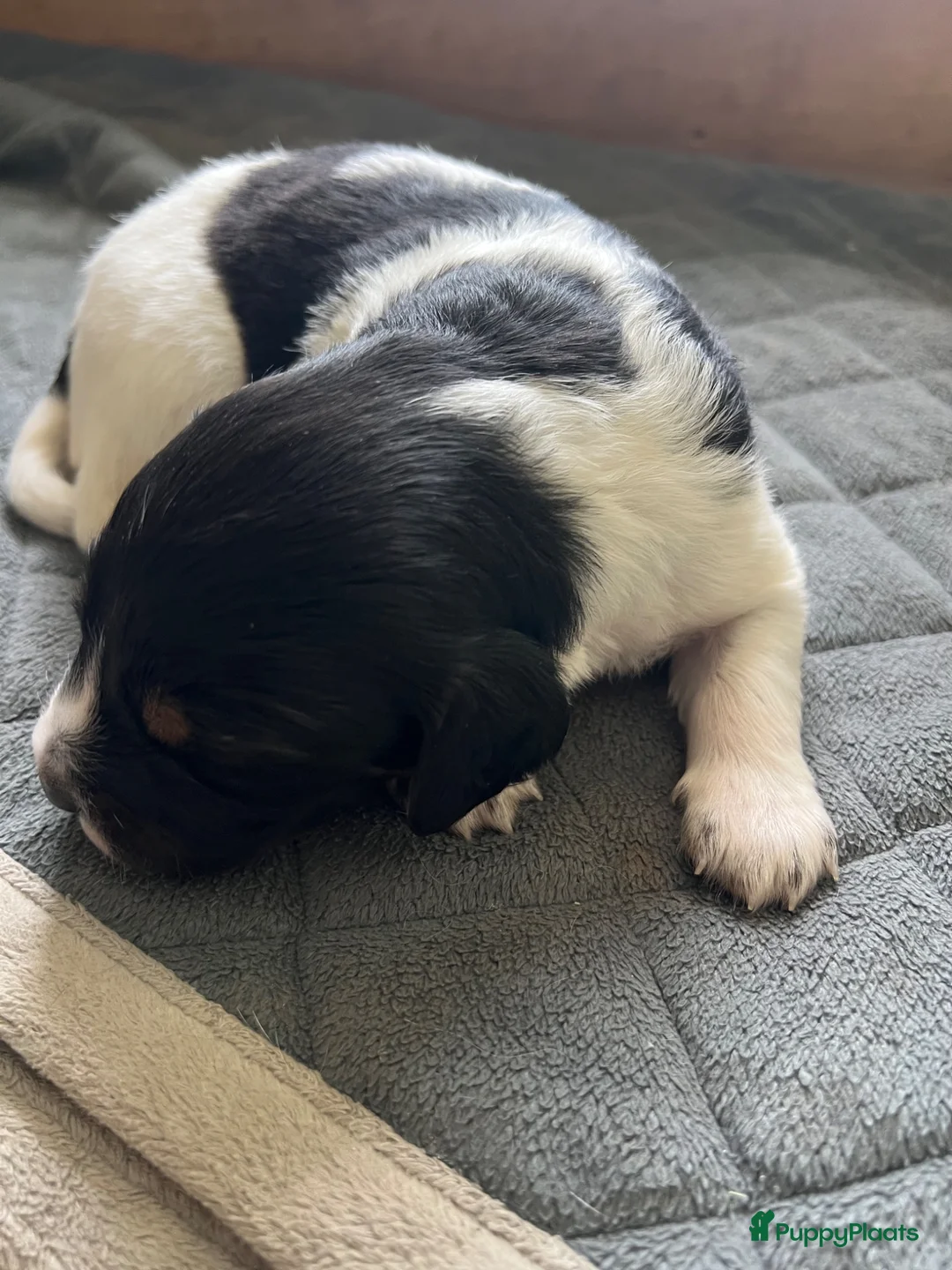 Friese Stabij honden te koop: Prachtige Friese Stabij pups - Advertentie 1
