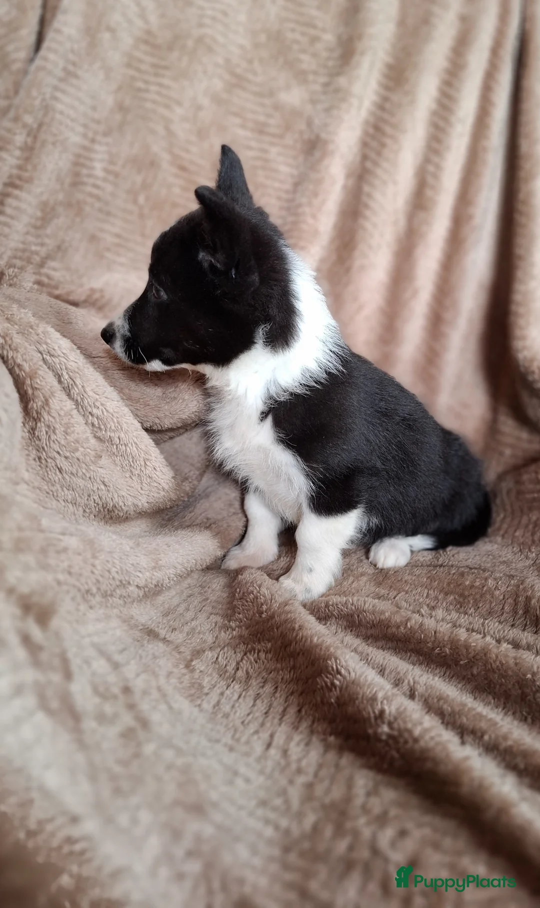 Welsh Corgi Cardigan honden te koop: Lieve sociale speels Welsh Corgi Cardigan puppys  in Heeswijk Dinther - Advertentie 2