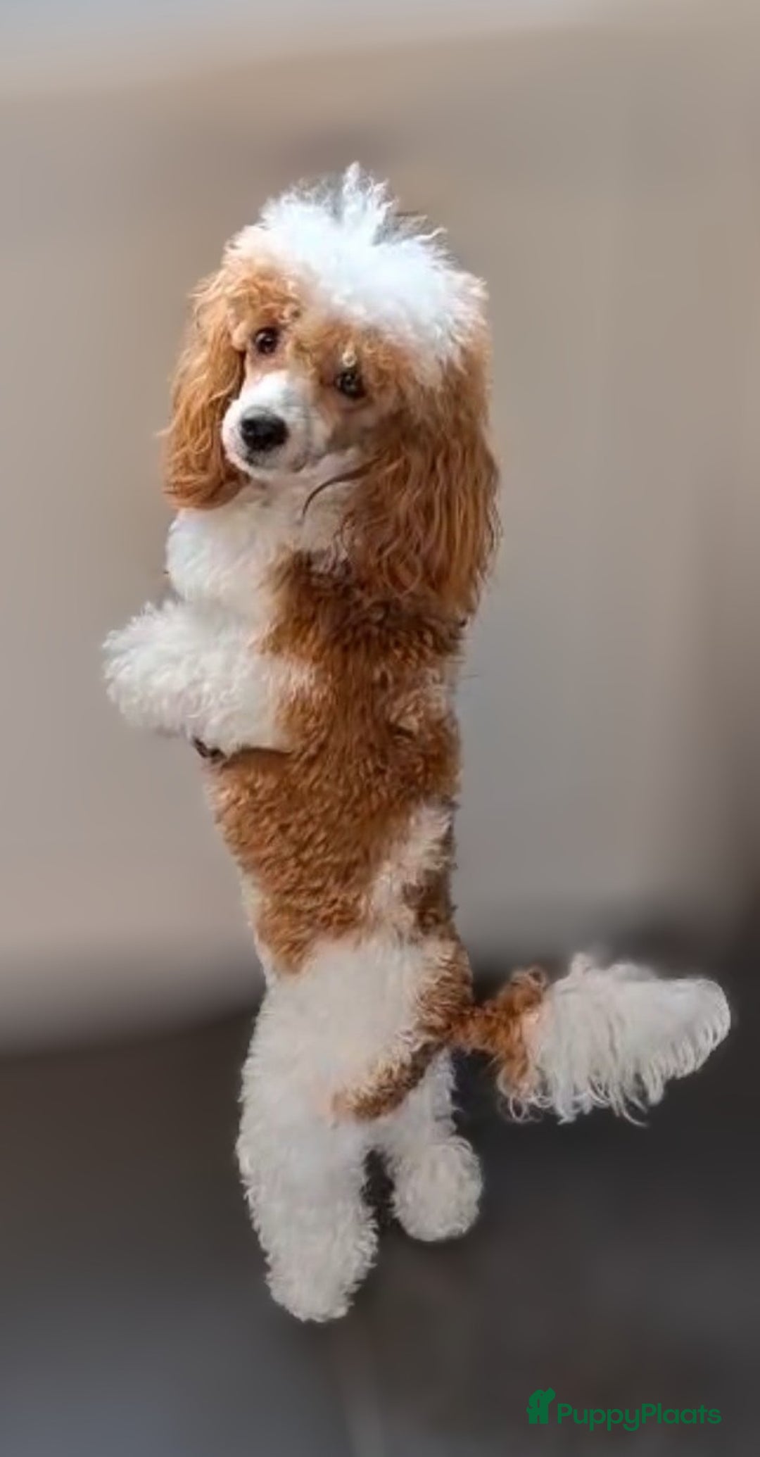 Poedel honden te koop: Xenna rood/witte harlekijn,Sem Rood dwergpoedel  - Advertentie 11