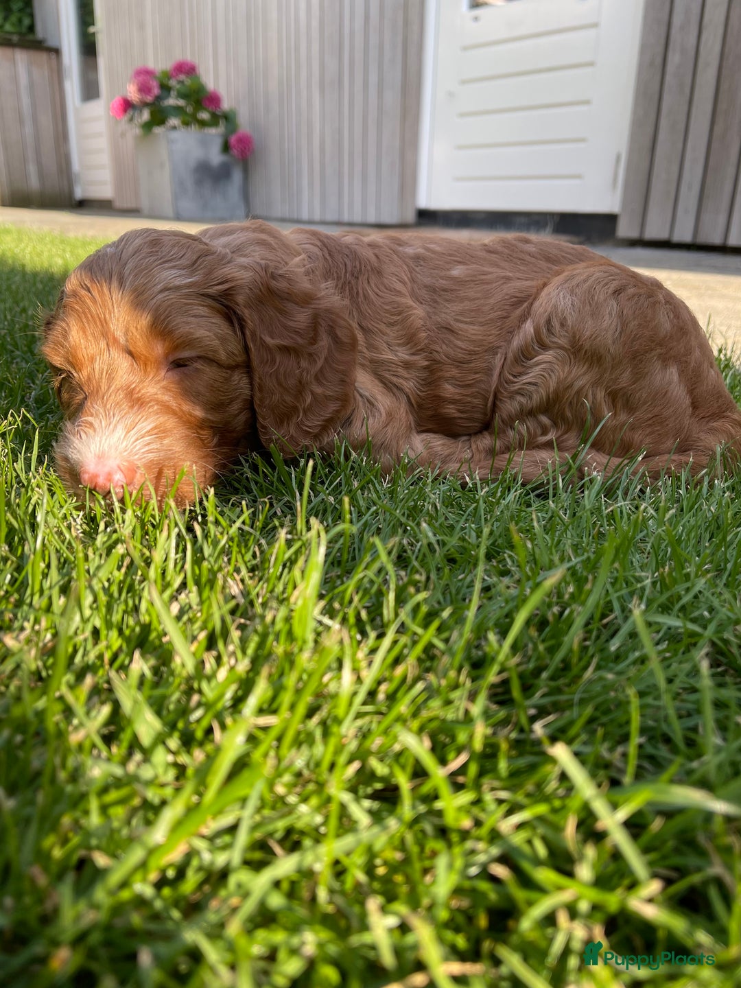 Australian Labradoodle honden te koop: Labradoodle puppy’s verwacht 🐶🐾 - Advertentie 9