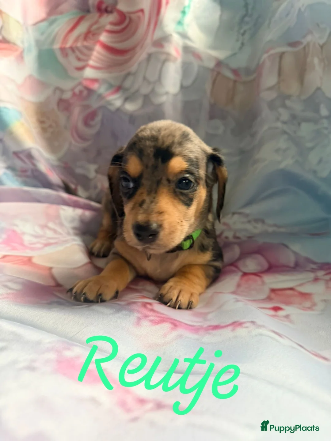 Kruising honden te koop: Prachtige teckel pups creme dragend - Advertentie 2