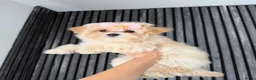 Maltipoo honden te koop: Mini maltipoo pups thuis geboren en grootgebracht - Advertentie 5
