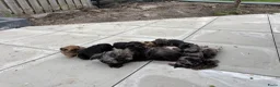 Kruising honden te koop: Lieve Boompoo pups zoeken een nieuw huisje! - Advertentie 7