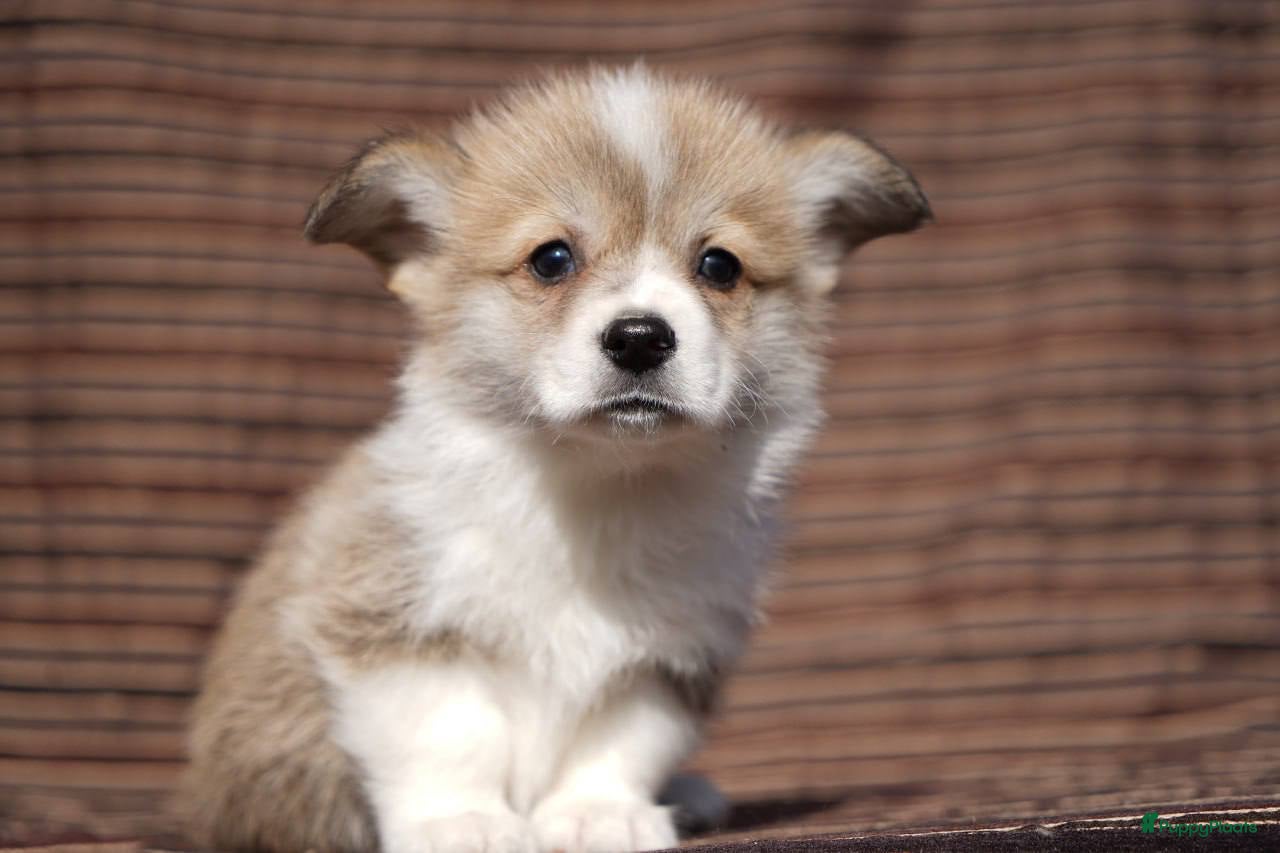 Welsh Corgi Pembroke honden Welsh Corgi Pembroke - Advertentie 1