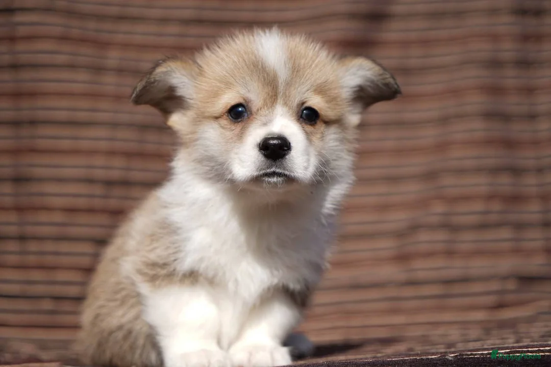 Welsh Corgi Pembroke honden te koop: Welsh Corgi Pembroke in Zwaag - Advertentie 1