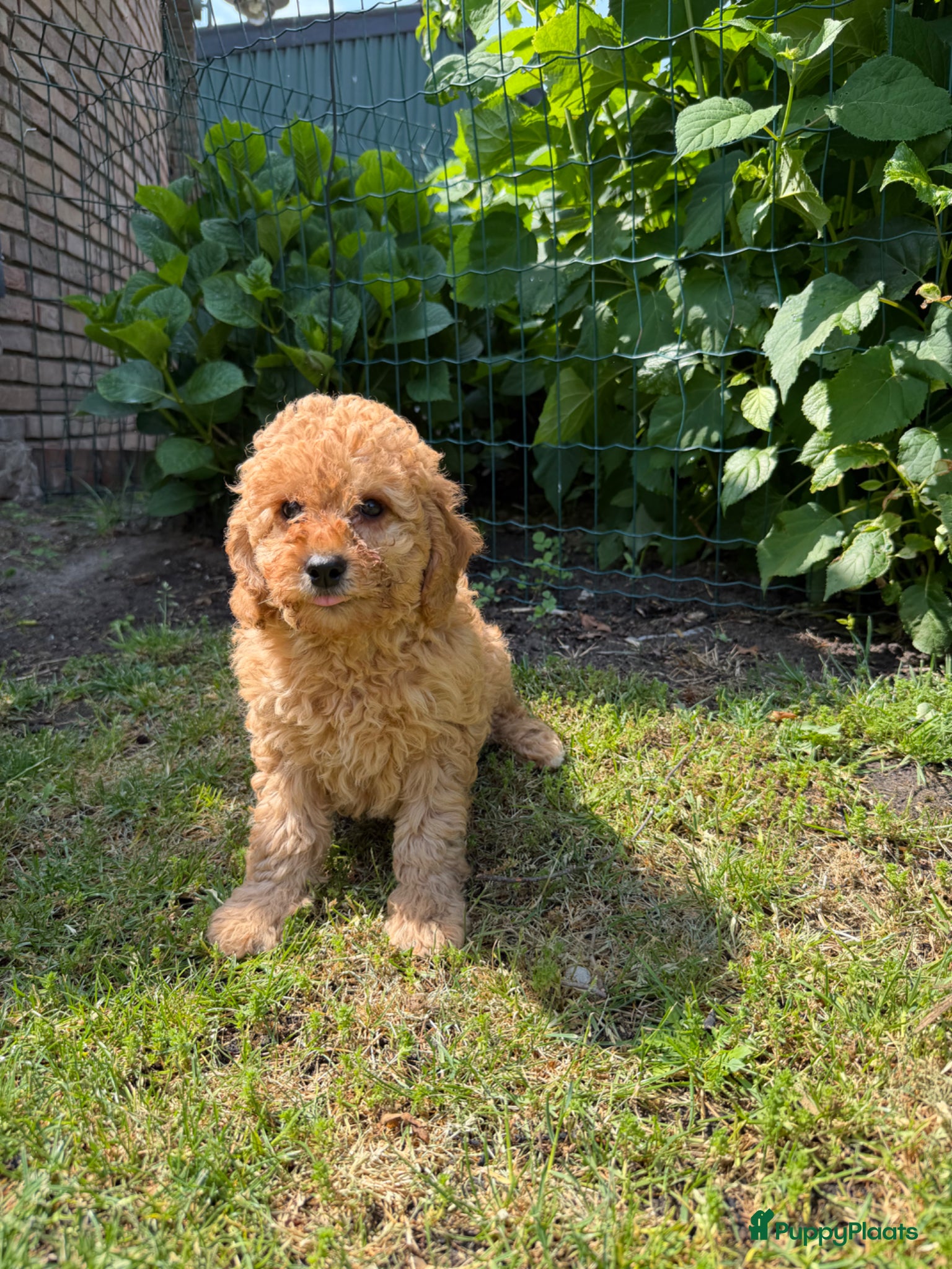 Labradoodle honden te koop: Mini Doodle (Dwergpoedel x Labradoodle) - Advertentie 10