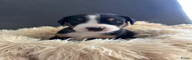 Appenzeller Sennenhond Puppy 1
