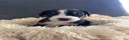 Appenzeller Sennenhond honden te koop: Appenzeller pups - Advertentie 4