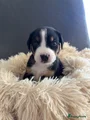 Appenzeller Sennenhond Puppy 1