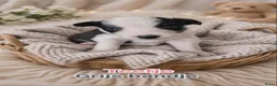 Border Collie honden te koop: Border collie pups in Oostburg - Advertentie 5