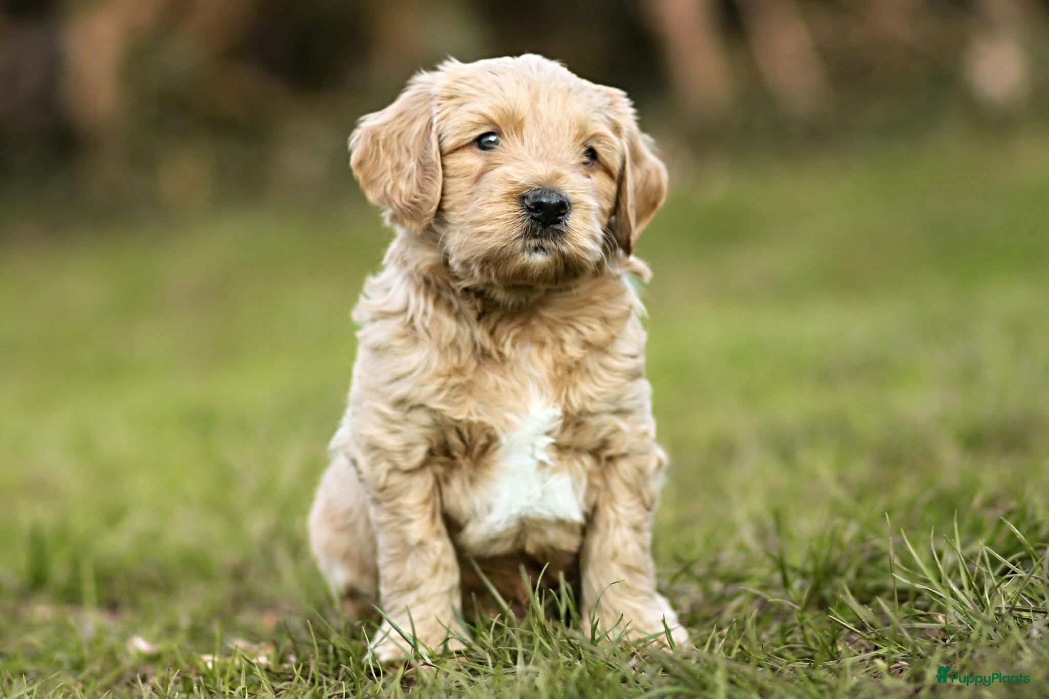 Labradoodle honden ter dekking: Labradoodle dekreu | Getest  in Sas van Gent - Advertentie 4