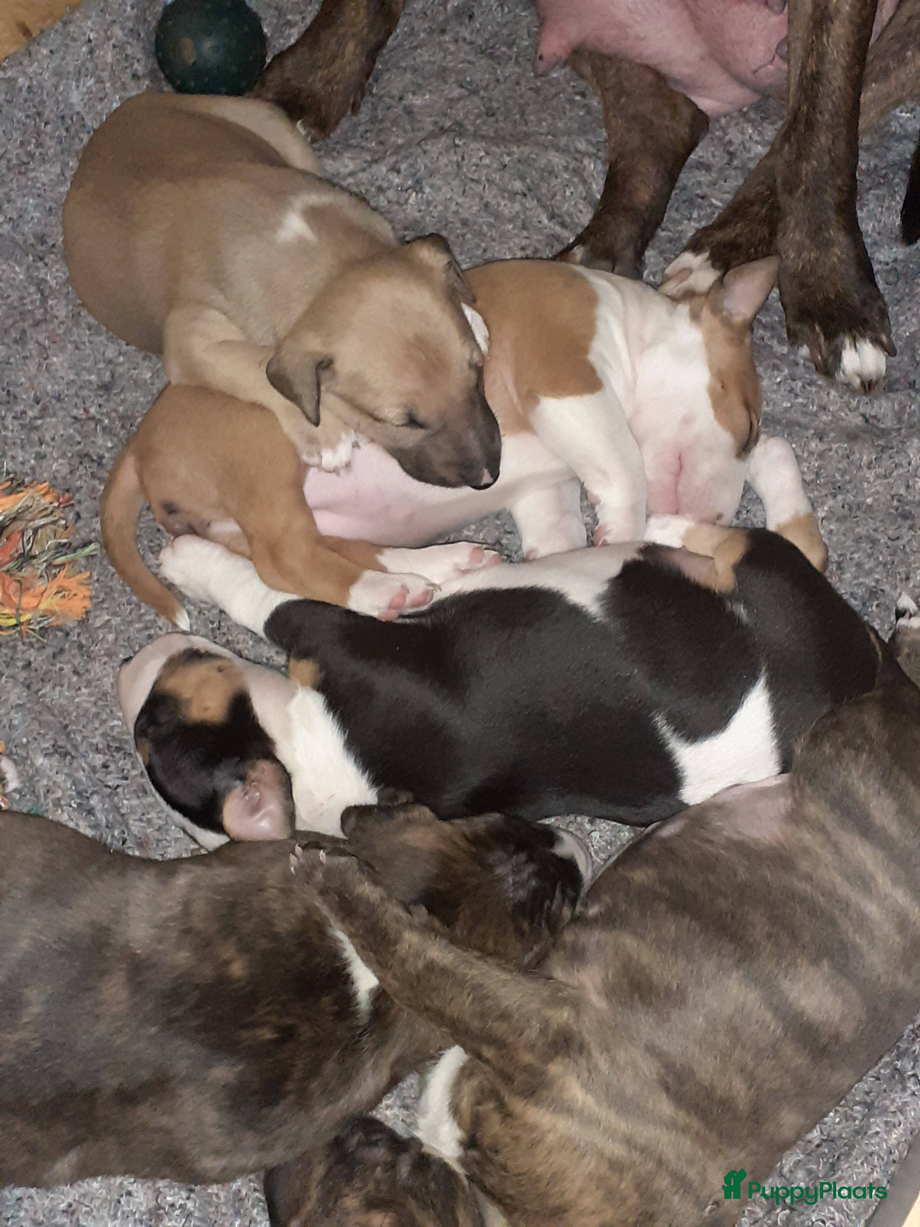 Bull Terriër honden deze 4 kanjers zijn op zoek naar gouden mandje - Advertentie 1