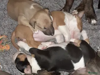 Bull Terriër honden deze 4 kanjers zijn op zoek naar gouden mandje - Advertentie 2