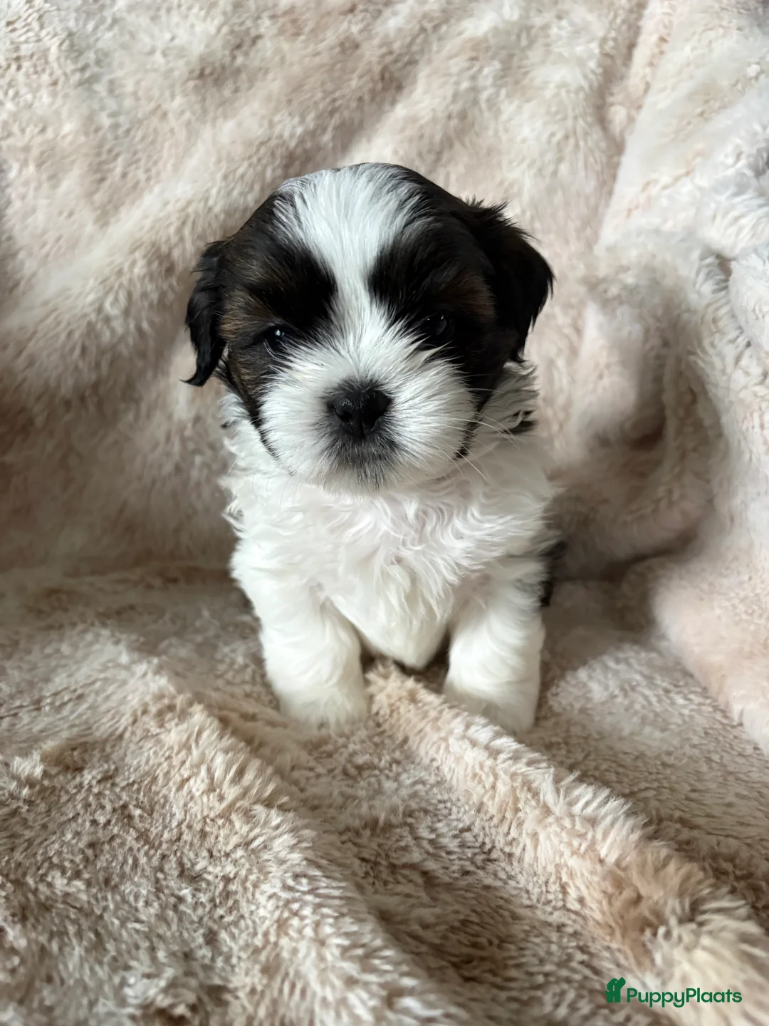 Shih Tzu honden te koop: Shih Tzu pups  - Advertentie 2