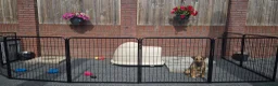 Border Terriër honden te koop: WESTFALEN TERRIER  ☆ UITVERKOCHT ☆ - Advertentie 6