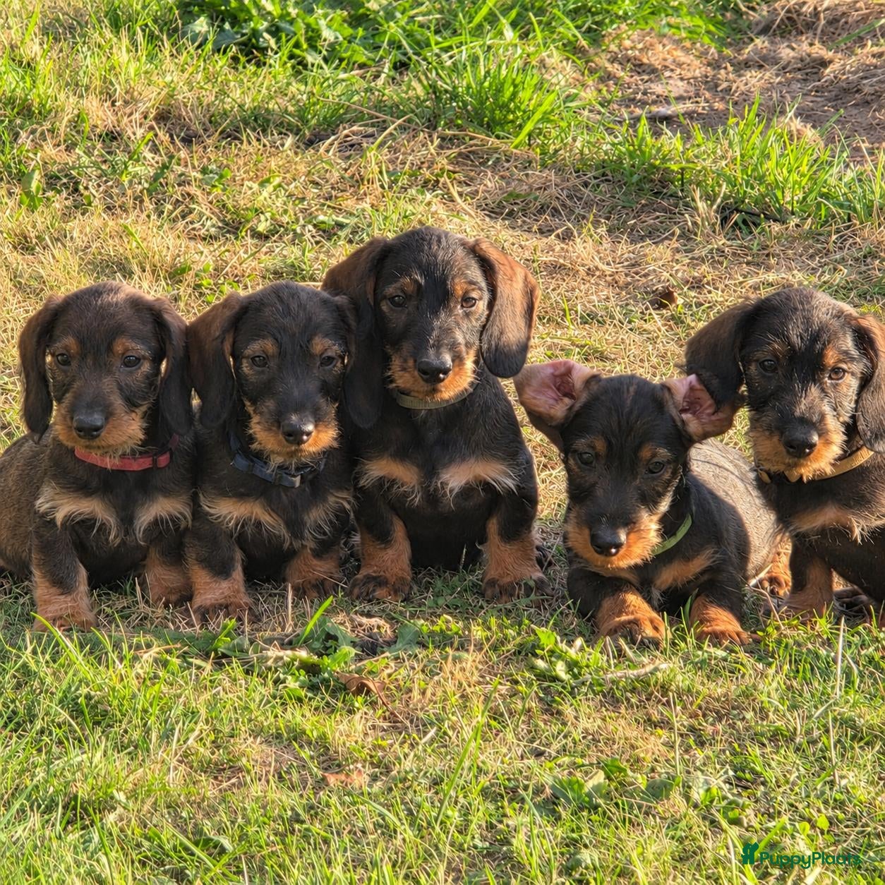 Ruwhaar Teckel honden Ruwharige dwergteckel pups belgië - Advertentie 1