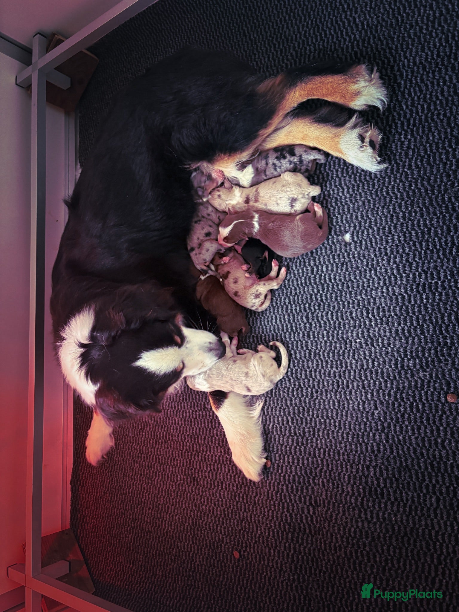 Miniature American Shepherd honden Mini American Shepherd pups met fci pedigree - Advertentie 1