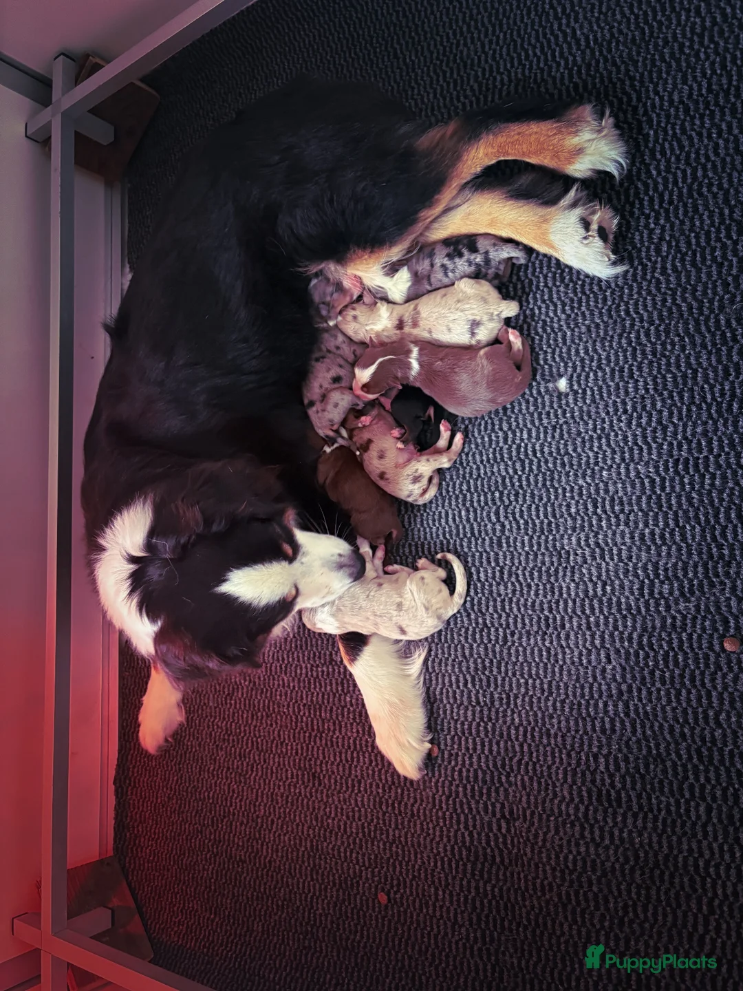 Miniature American Shepherd honden te koop: Mini American Shepherd pups met fci pedigree - Advertentie 1