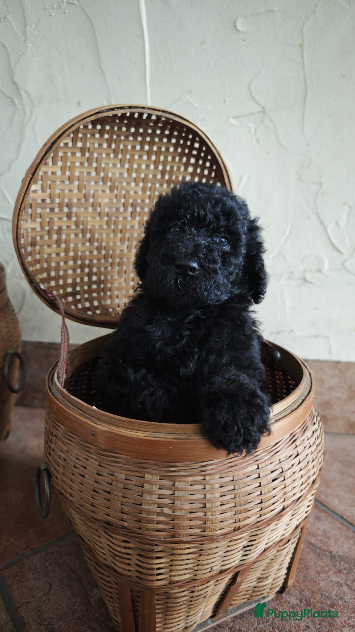 Poedel honden te koop: Nog 2 prachtige sociale koningspoedelpups - Advertentie 1