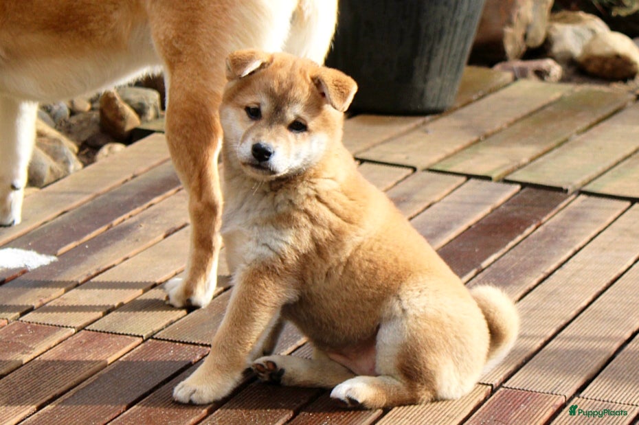 Shiba honden Shiba pups met FCI stamboom en gezondheidstesten - Advertentie 1