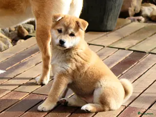 Shiba honden Shiba pups met FCI stamboom en gezondheidstesten - Advertentie 9
