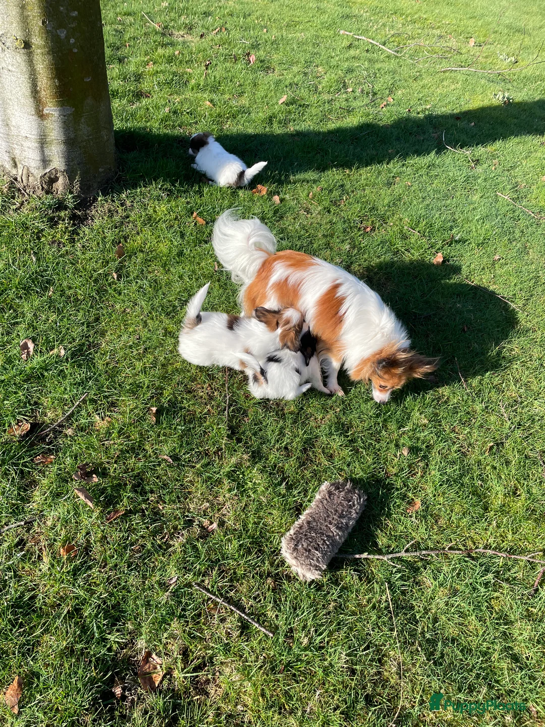 Vlinderhondje honden te koop: Prachtig Vlinderhondje met stamboom - Advertentie 1