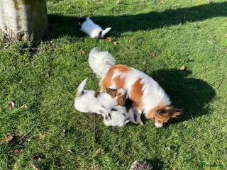 Vlinderhondje honden te koop: Prachtig Vlinderhondje met stamboom - Advertentie 2