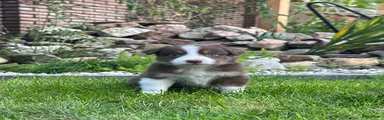 Australian Shepherd 8