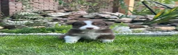 Australian Shepherd honden te koop: Australian Shepherd puppy’s - Advertentie 17