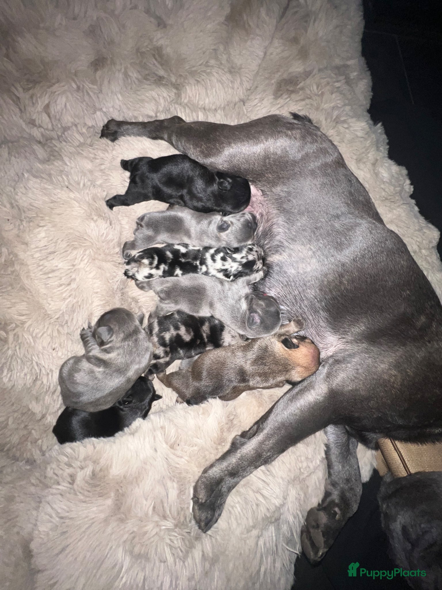 Franse Bulldog honden Franse Bulldog puppy’s !  - Advertentie 1