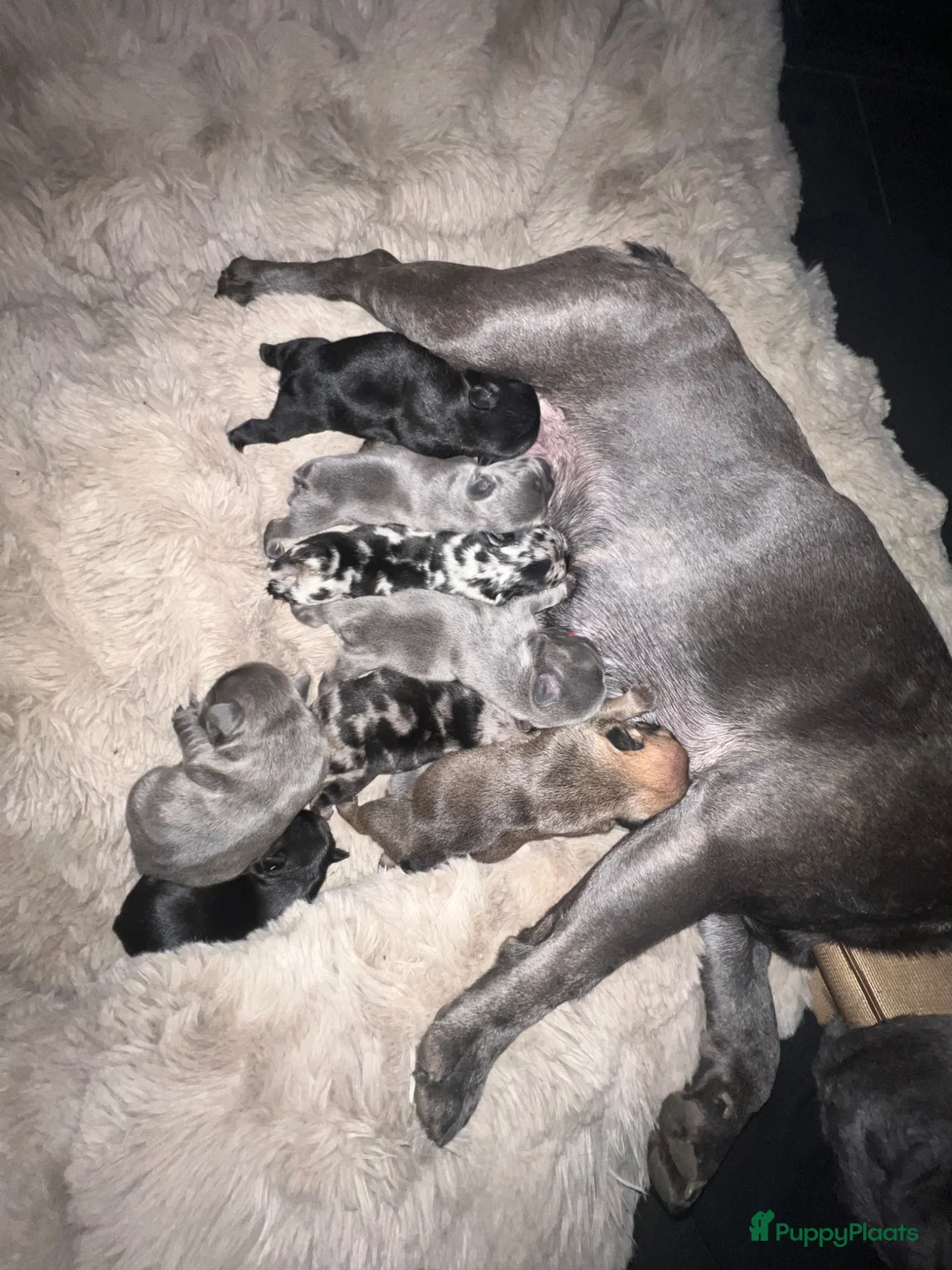 Franse Bulldog honden te koop: Franse Bulldog puppy’s !  - Advertentie 1