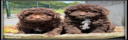 Kruising honden te koop: Boompoo F1b pups. Boompoo x Poedel. - Advertentie 1