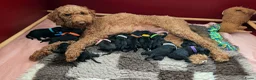 Labradoodle honden te koop: Labradoodle pups  - Advertentie 3