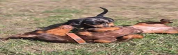 Dwergteckel honden te koop: Prachtige dwergteckel pups  - Advertentie 5