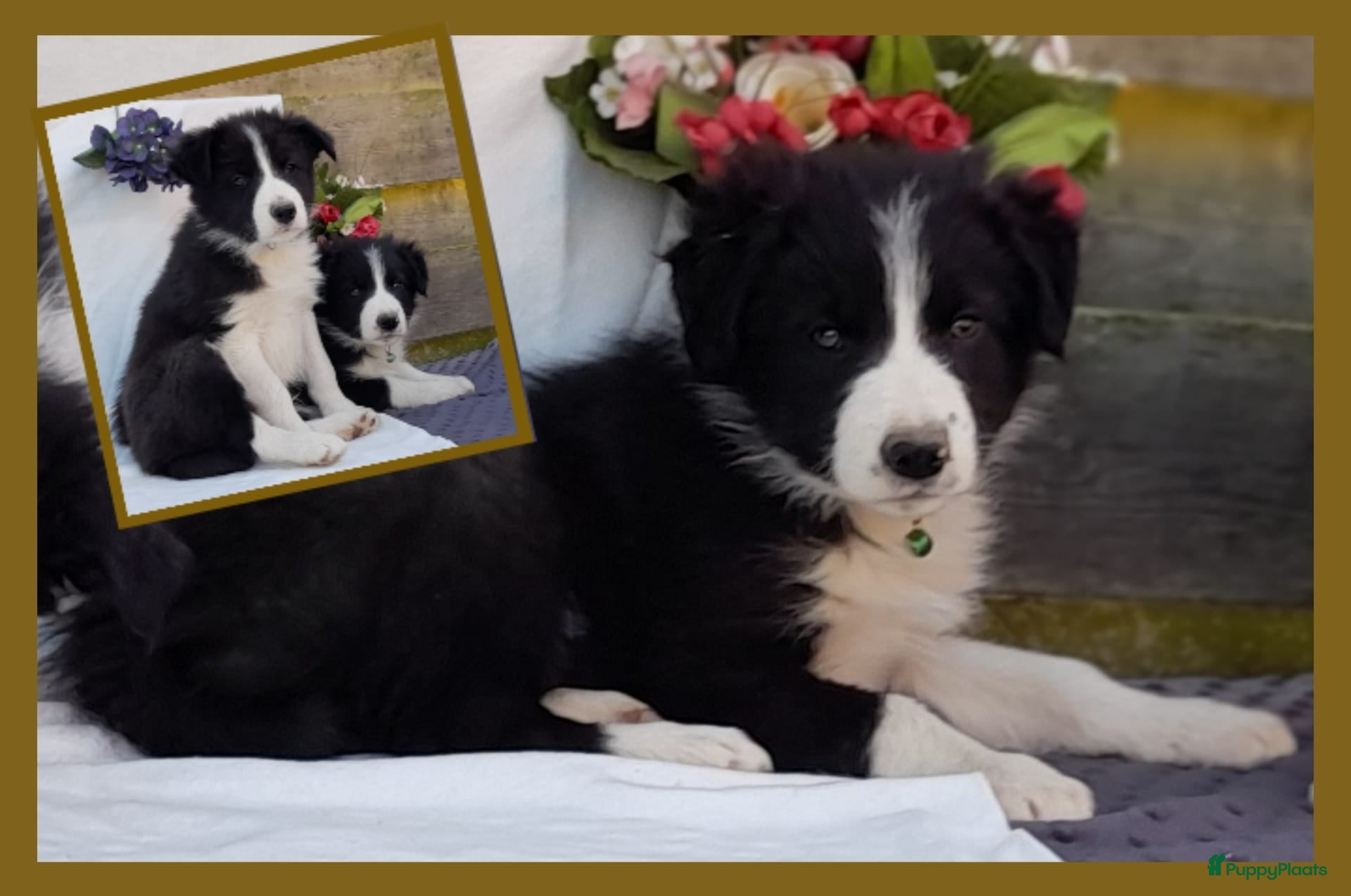 Border Collie honden Prachtige, raszuivere Border Collie pups - Advertentie 6